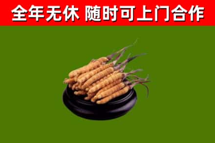 湘西回收冬虫夏草
