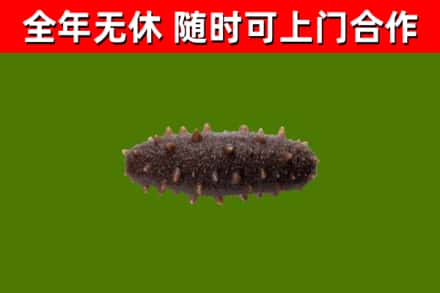 湘西回收海参干